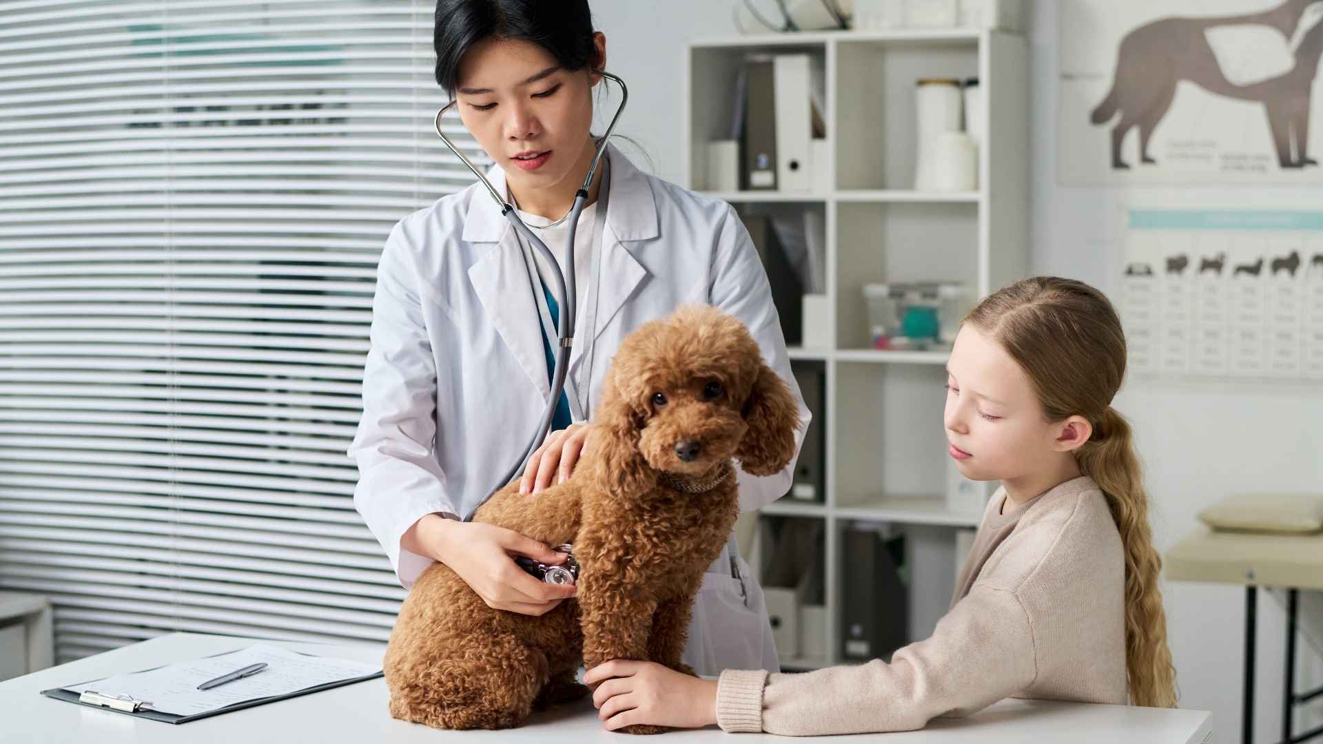 visita veterinaria anual perros